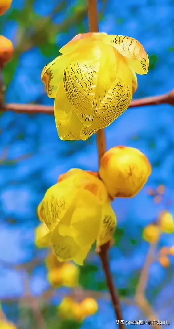 壁纸美图,心有阳光,一路鲜花盛开