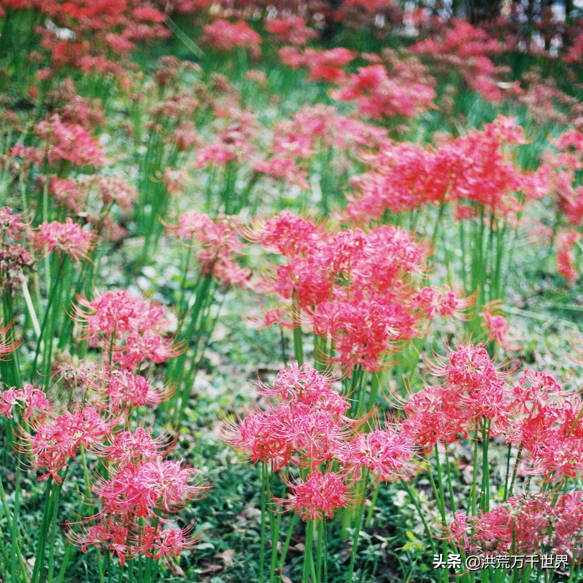 诡异彼岸花图片图片