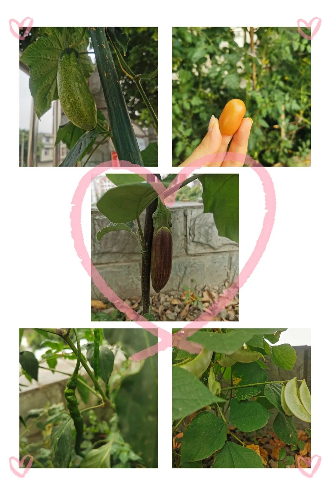 以劳动之名 收获成长之乐｜新兴小学开展“小农夫”劳动教育课程