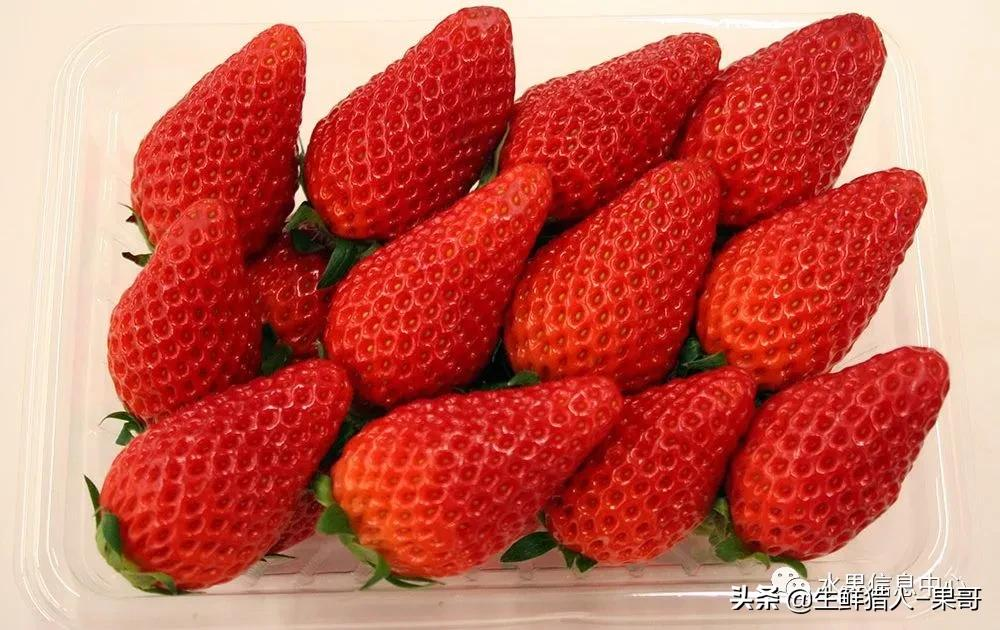 越秀草莓图片（中国草莓主要产地分布及品种介绍）