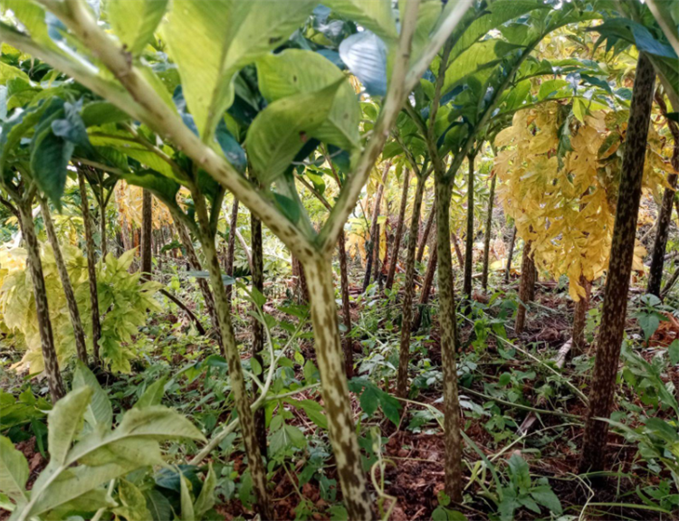 魔芋图片大全盘点价值较高的6个魔芋品种