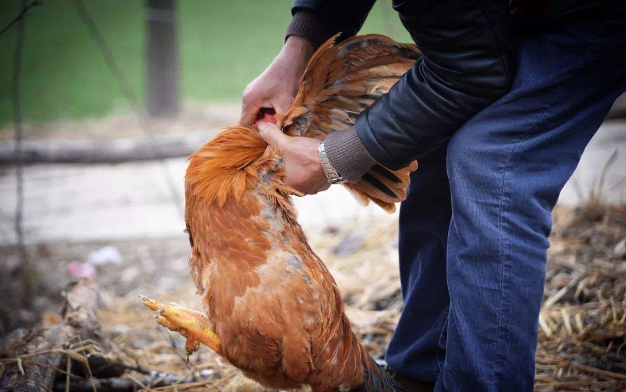 怎樣讓公雞不打鳴,怎樣讓公雞不打鳴兒?