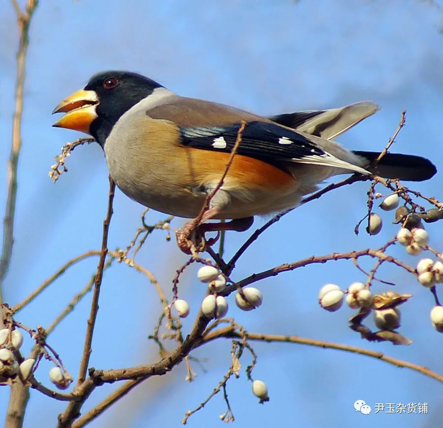 系列短文 | 大庆百鸟争鸣(49):蜡嘴雀