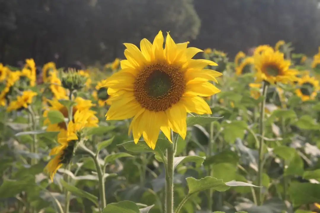 以劳动之名 收获成长之乐｜新兴小学开展“小农夫”劳动教育课程