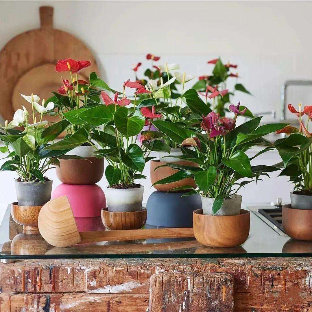 室内十大吉利花(10大吉祥花好养又高档)