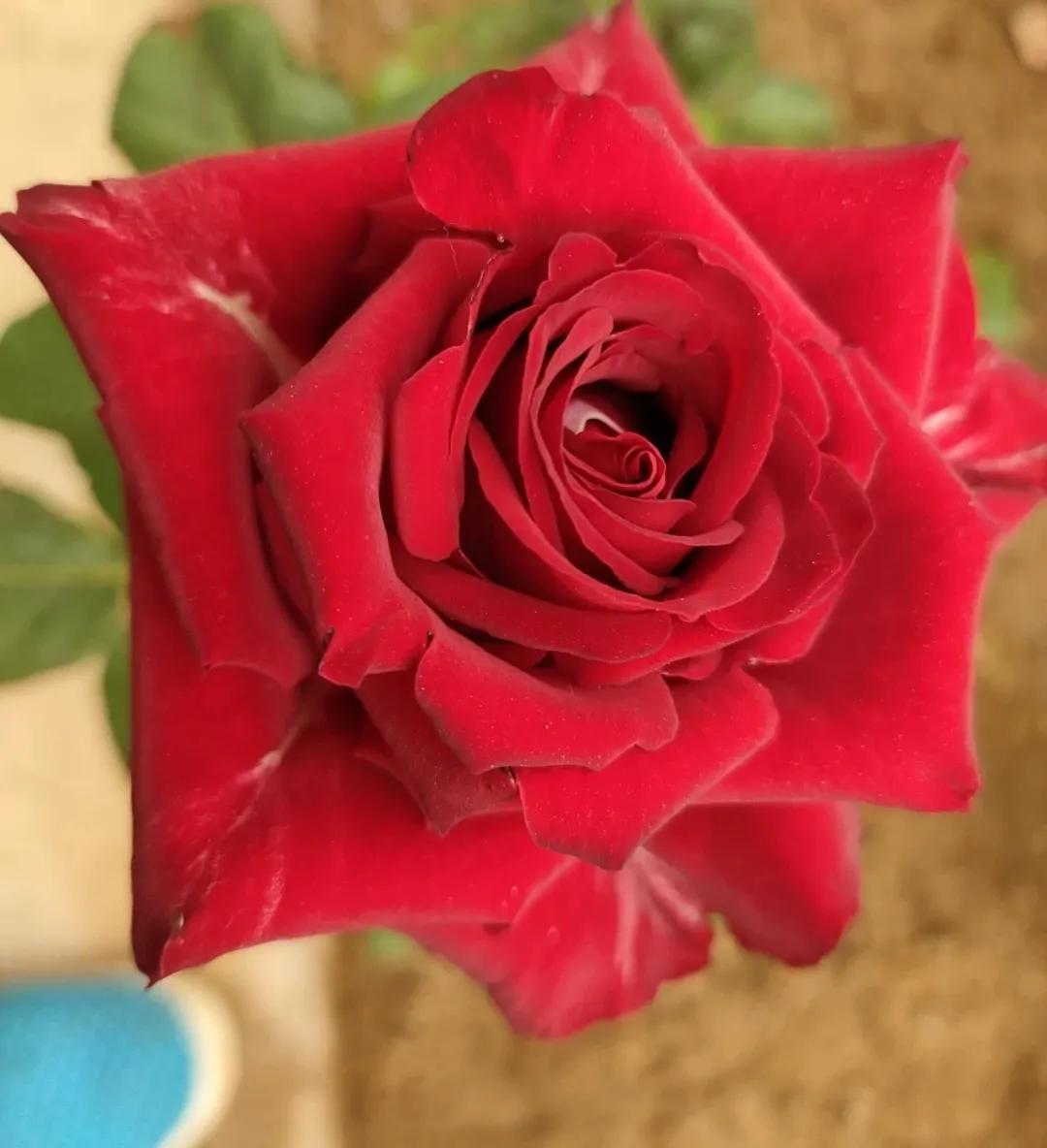 鲜花美图:娇艳欲滴的玫瑰花,美的令人窒息