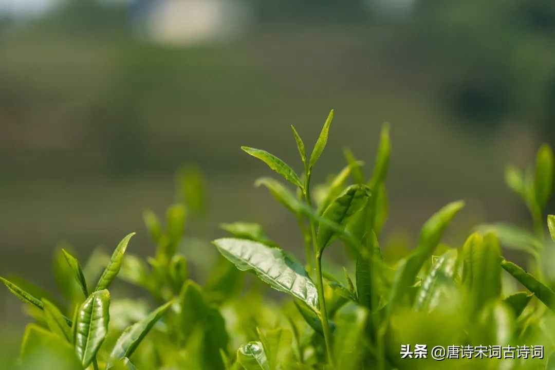 谷雨茶，敬春光