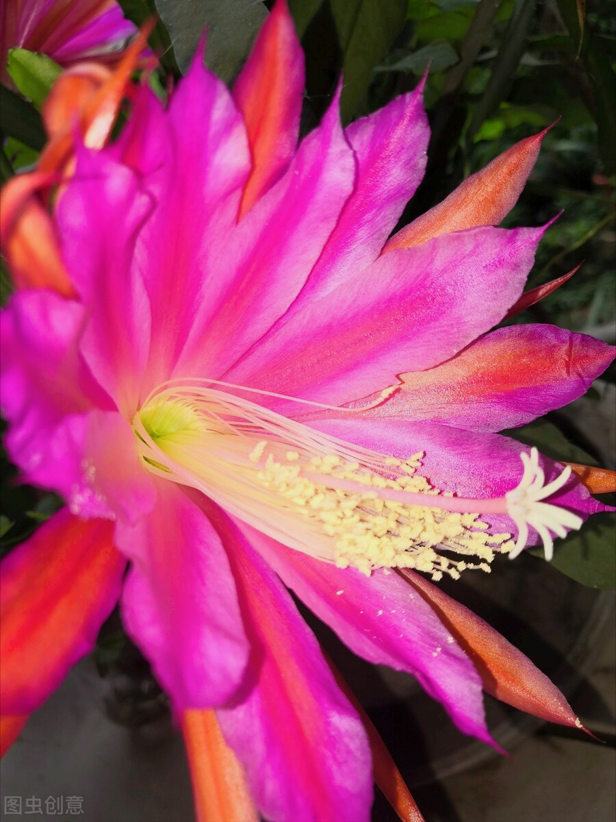 一花一世界，一念新年至，一念花迎春，愿时光安好，岁月含香
