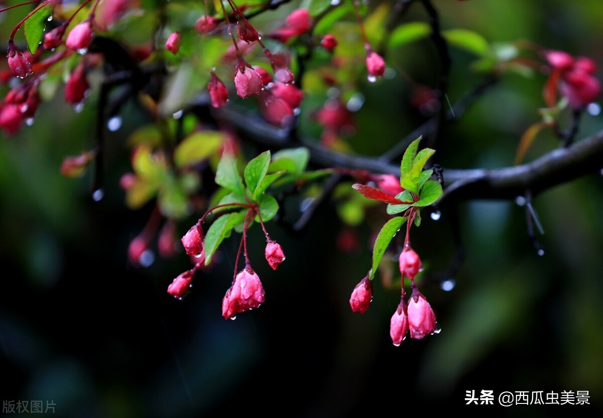 海棠花比喻什么样的人（海棠花寓意象征含义）