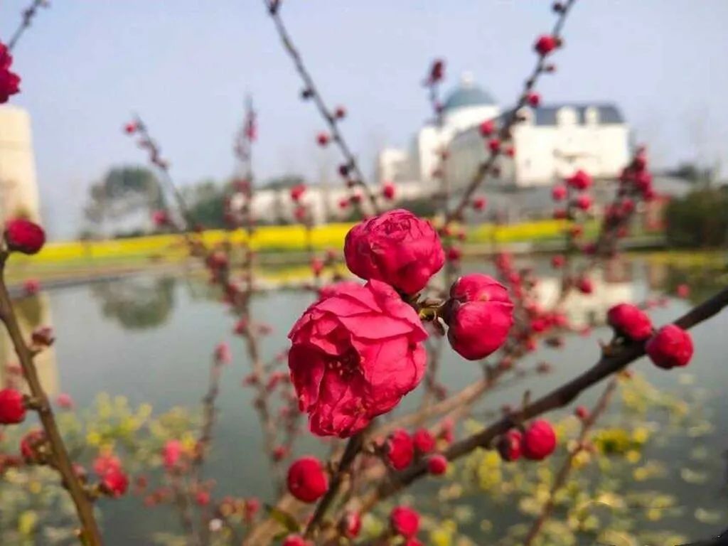 快来看看成都锦城学院的春日美景