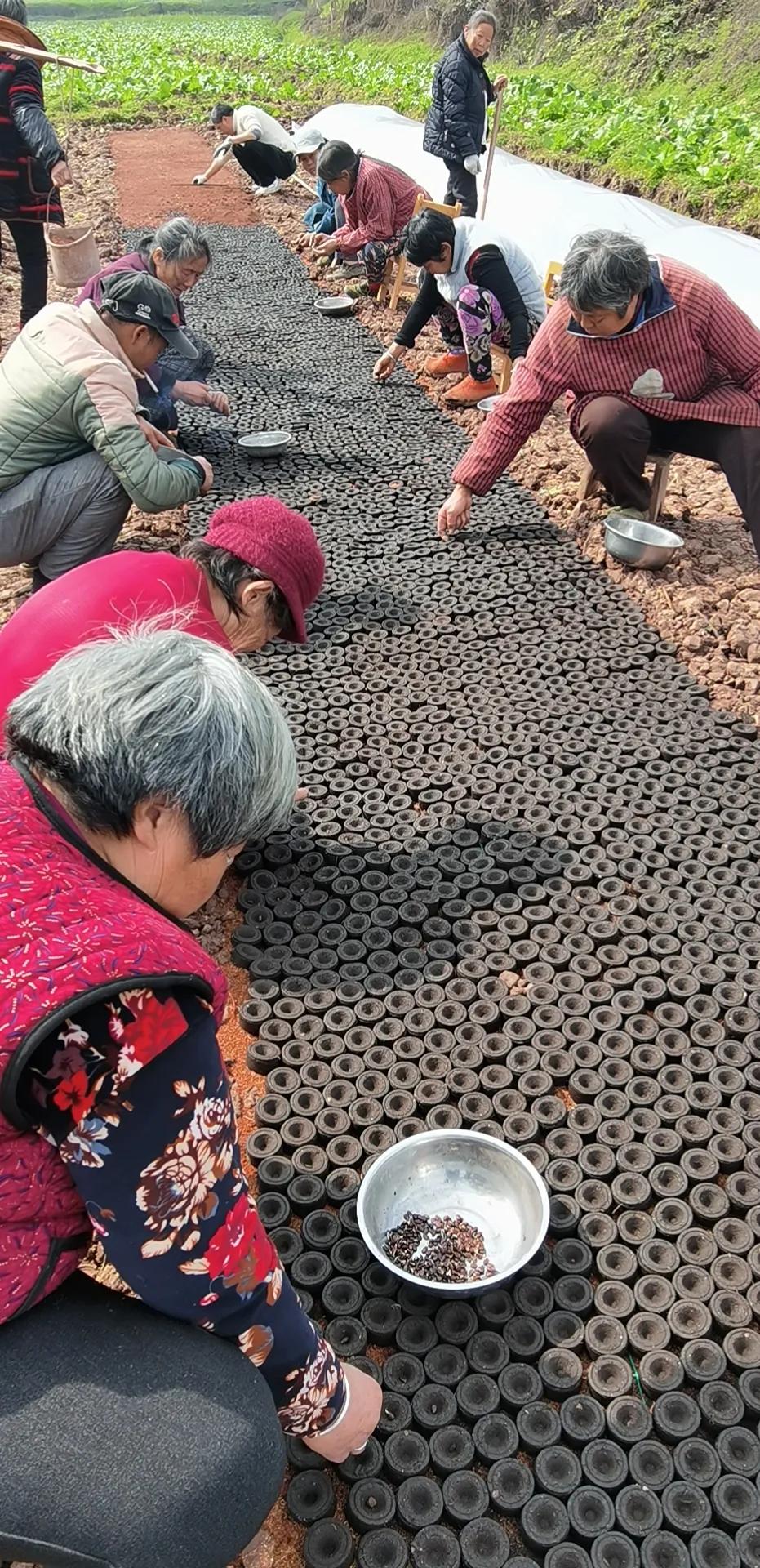 专家农事忙种地也挣钱