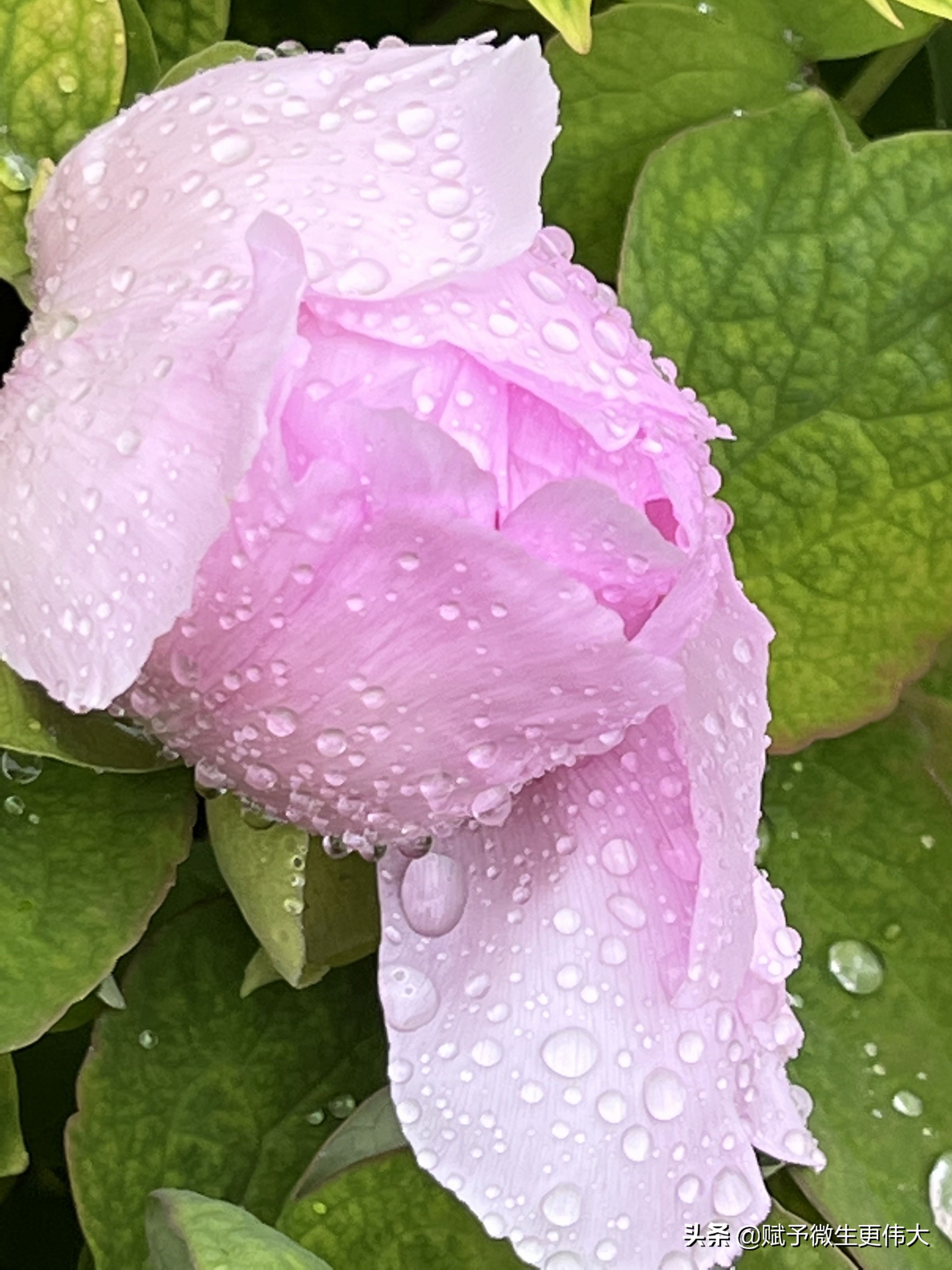 雨新新——早上雨匆匆 行人缩衣身