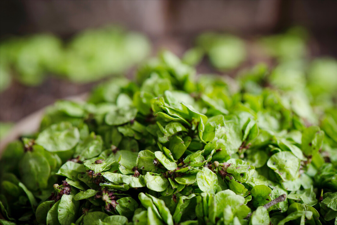 山蒜长什么样子（春天到了30种野菜辨别图片）