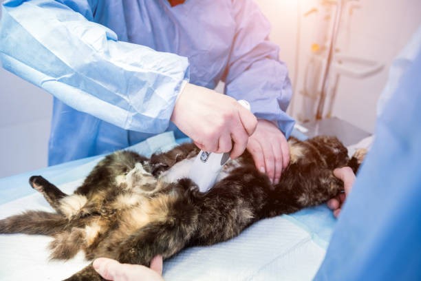 宠物猫绝育手术的误区