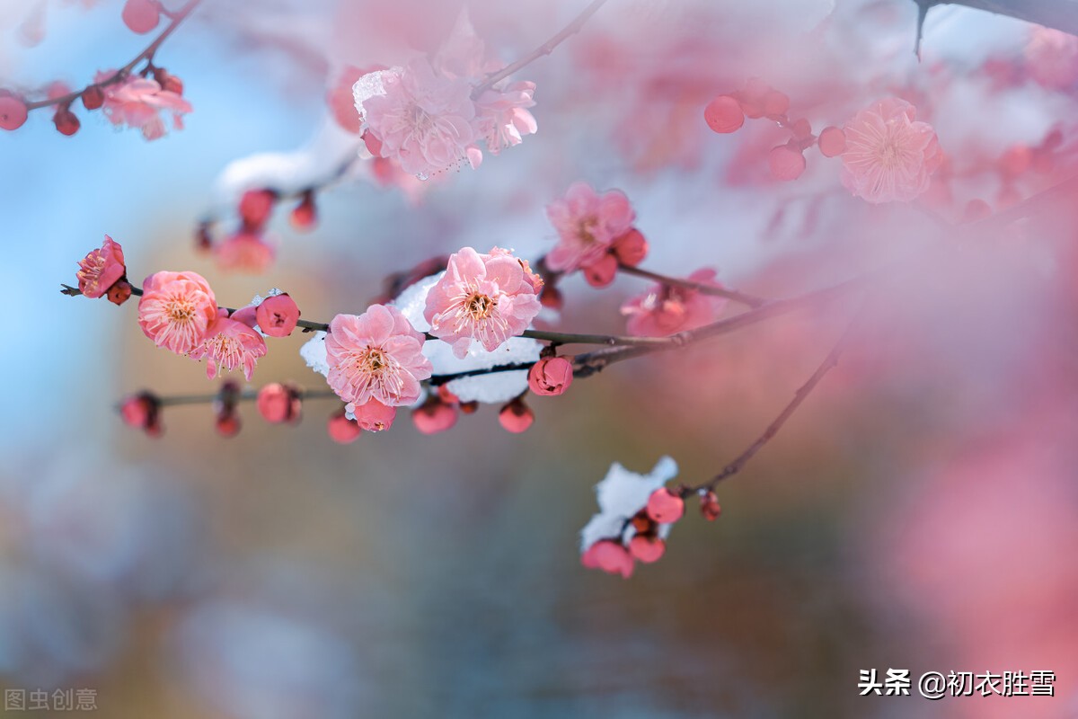 腊雪梅花古诗五首：腊雪连宵接晓飞，梅花静对雪花妍