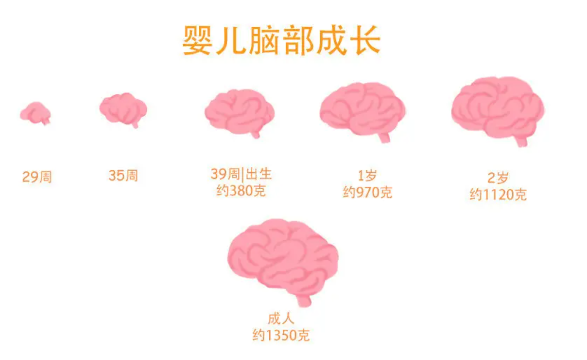 胎儿大脑发育三个“黄金期”，孕妈做好三件事，让宝宝更聪明