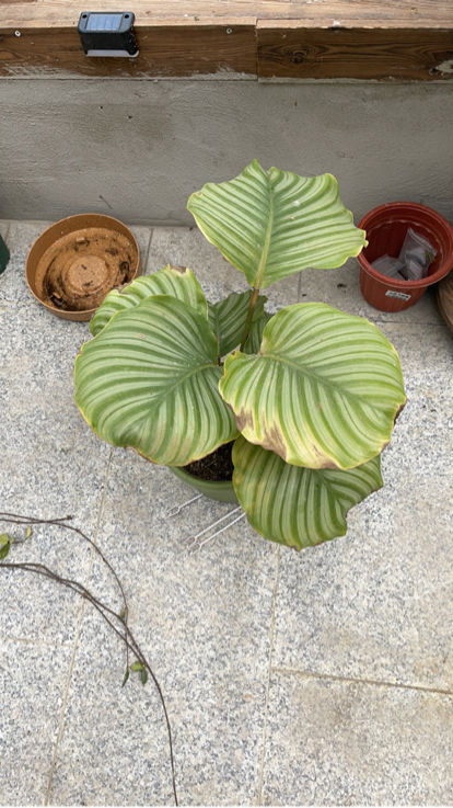 招财进宝的绿植（搬新家送什么植物吉利）