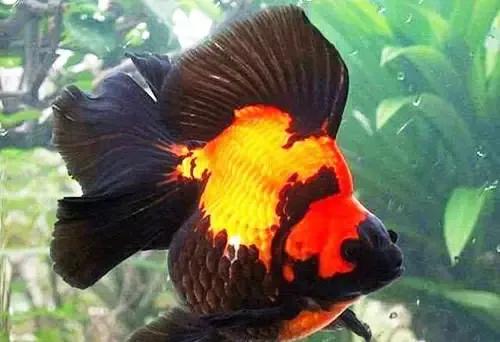 国粹金鱼——鎏金_观赏鱼类_西南渔业网 水产养殖专业网 渔业行业门户