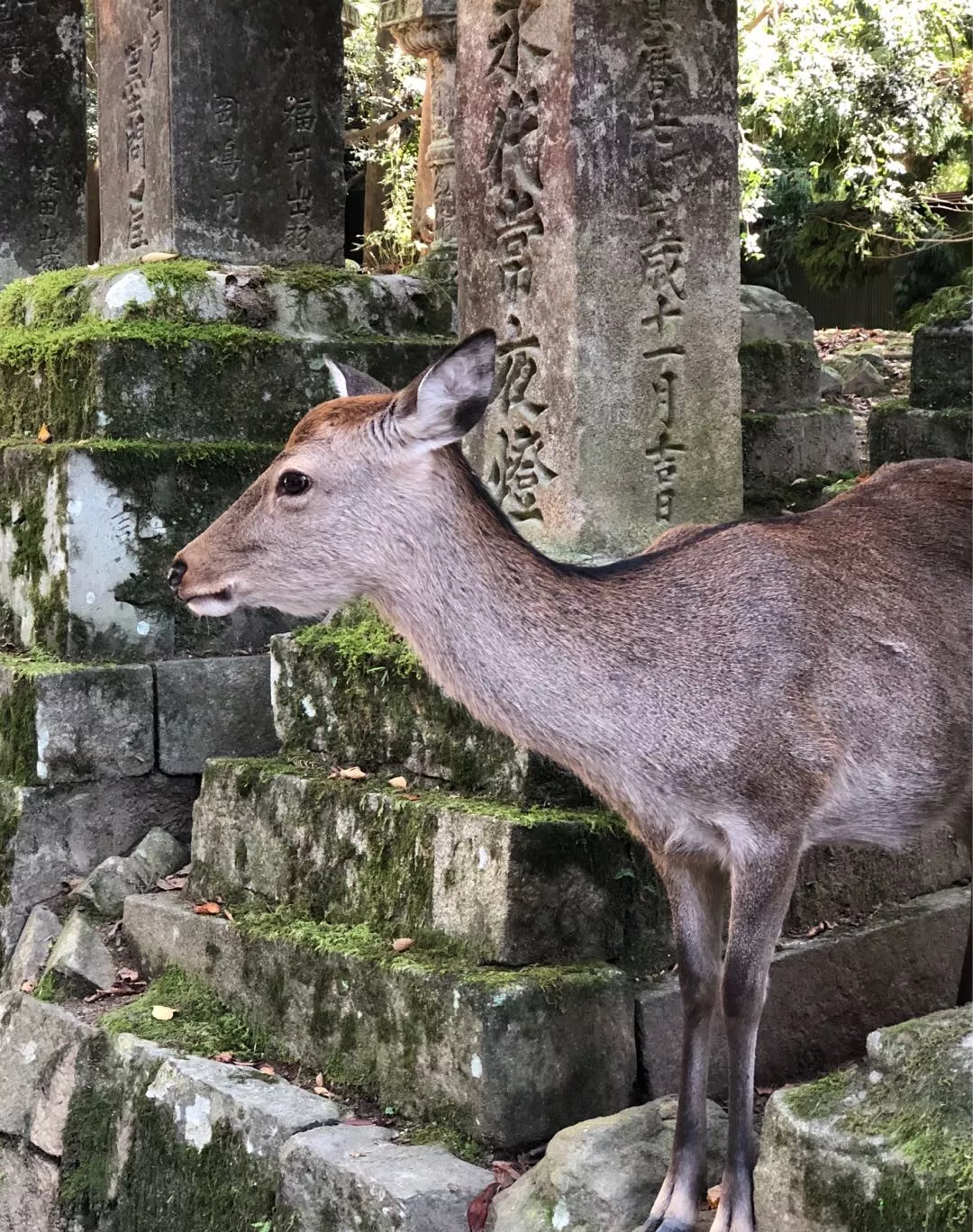 在日本，一个女生独自旅行的完整攻略