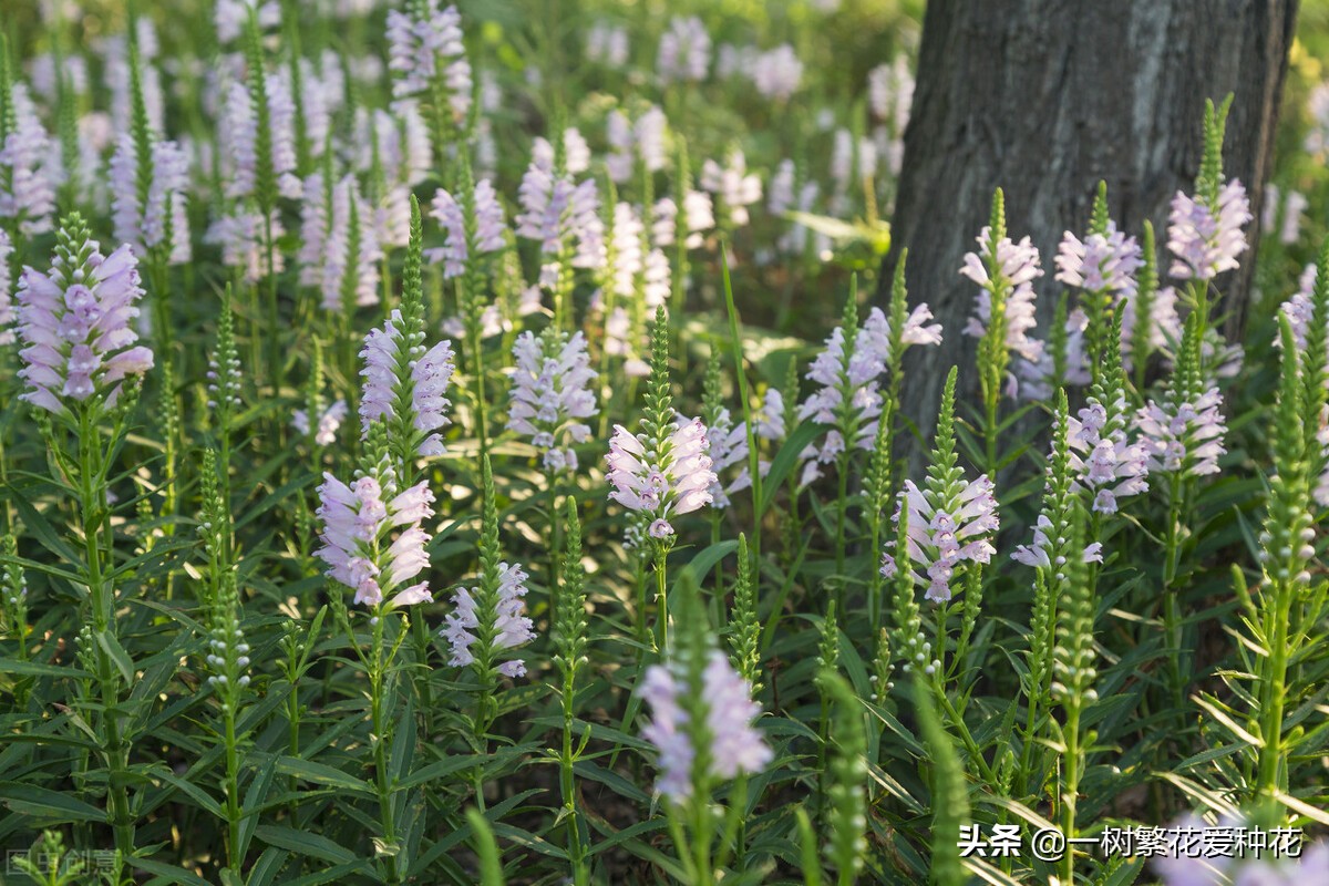 耐寒宿根花卉（两季都适合种的30种宿根花卉）