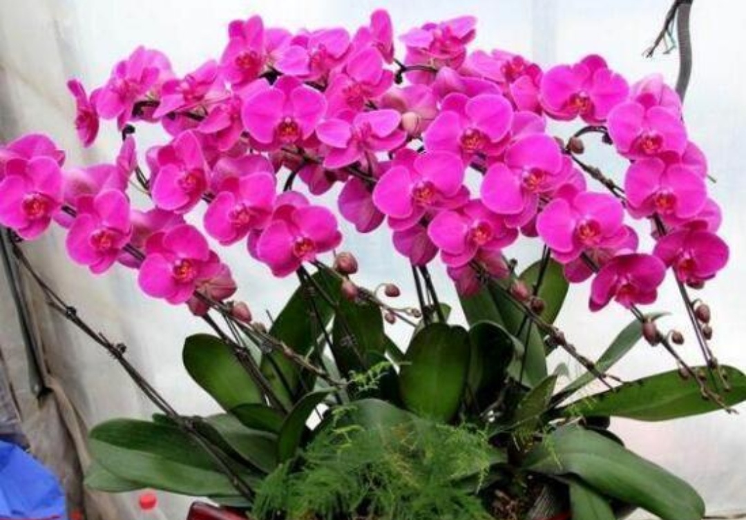 蝴蝶蘭什么時候開花,家養(yǎng)蝴蝶蘭什么時候開花