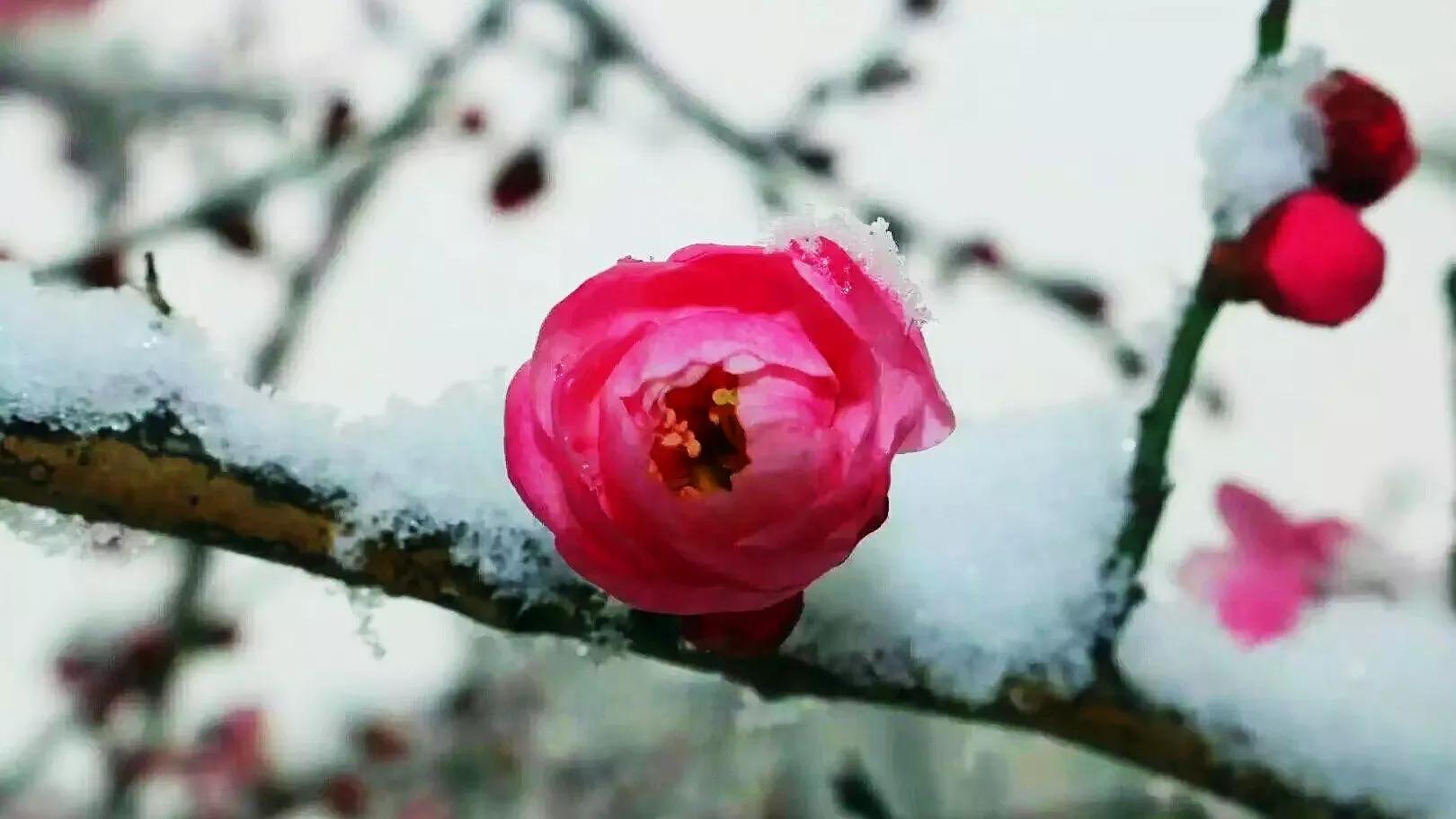 爱花如你，知道中国的十大名花都是哪些吗？