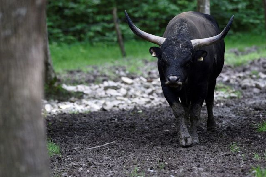 不同肤色的人种可以生育混血儿，为何黄牛和水牛却不能杂交生育？