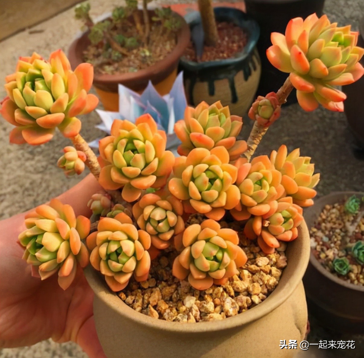 新手养多肉马库斯,了解掌握4个要点,颜色水润,养成漂亮小老桩