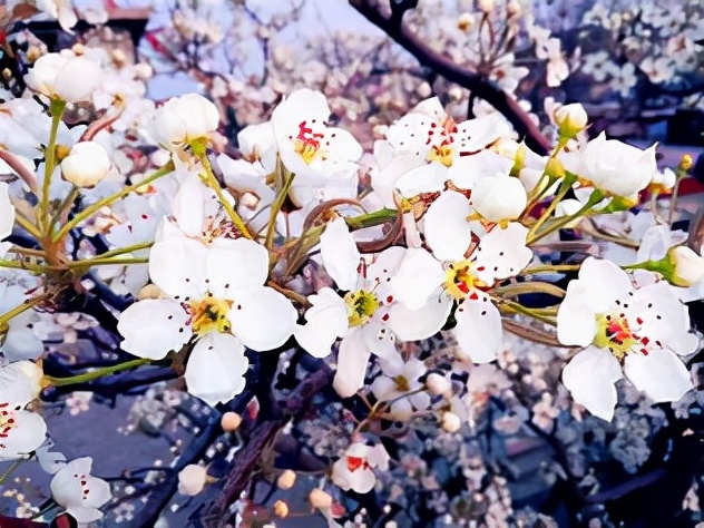 高考满分作文《梨花语》，绝美的开头看哭了老师