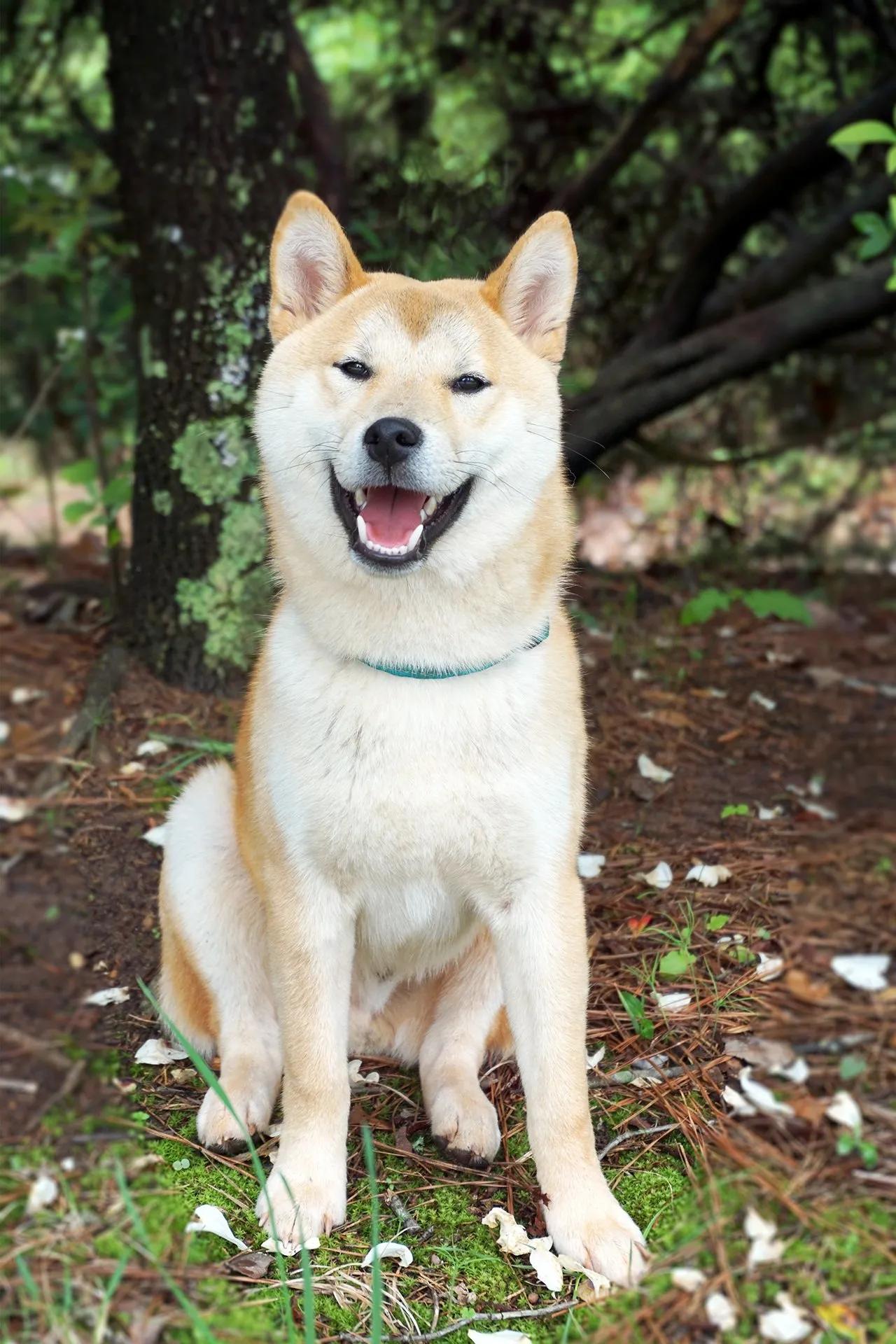 《忠犬八公》有感