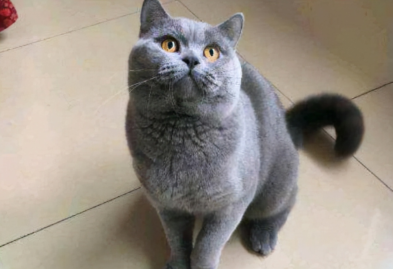 英短蓝猫眼睛黄绿色图片