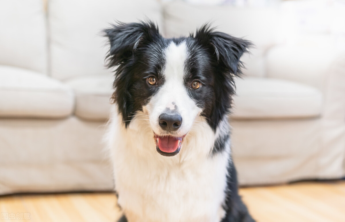 边牧犬的优缺点，看完你能接受吗？