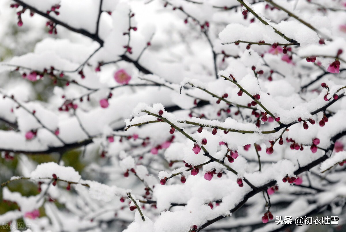 腊雪梅花古诗五首：腊雪连宵接晓飞，梅花静对雪花妍