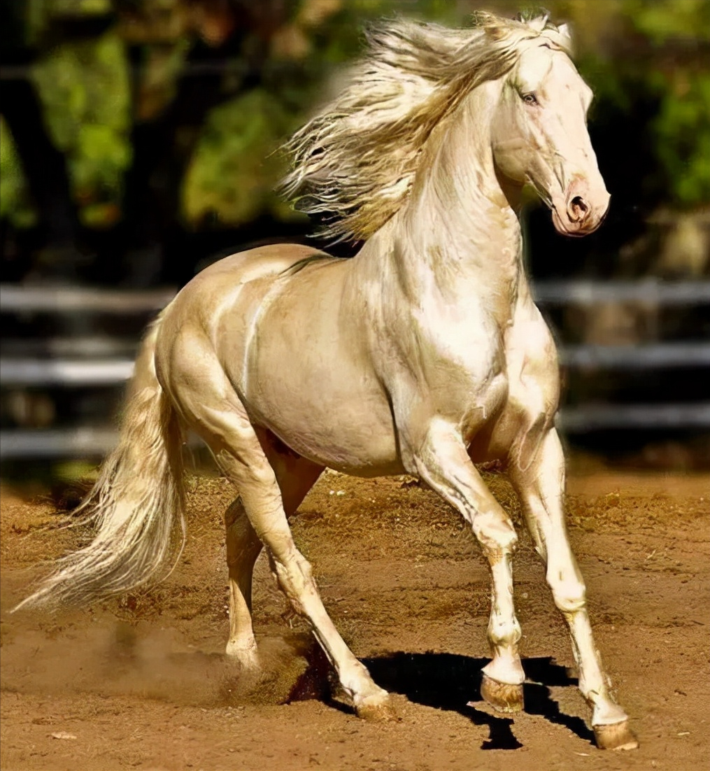 十大最贵的马(世界十大最贵的马)