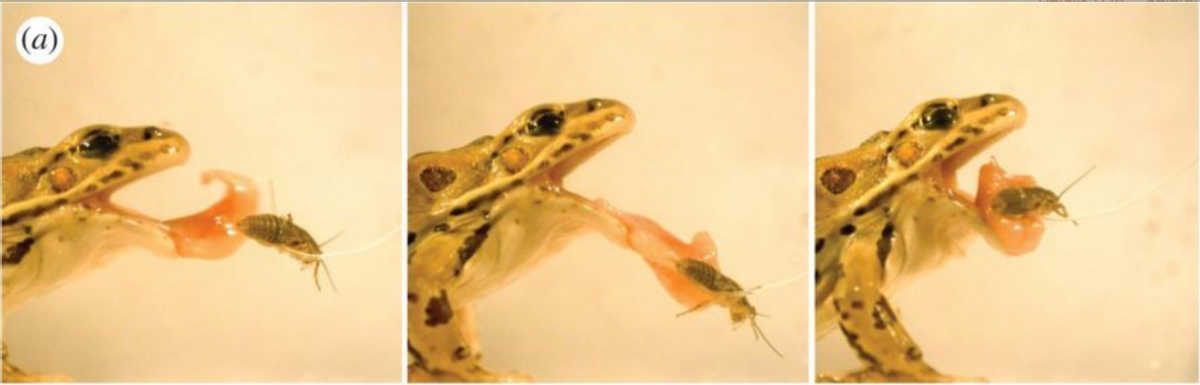 青蛙滑溜溜的舌头，是怎么粘住苍蝇的？
