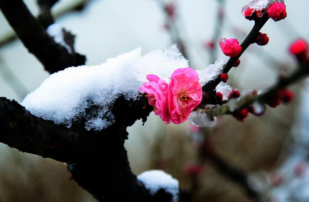 成年人最顶级的自律：拒绝诱惑