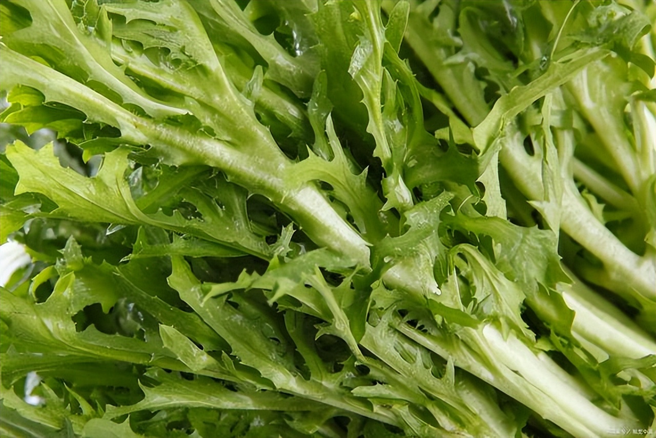 苦细叶生菜(苦细叶生菜什么味道)-我的快乐小窝