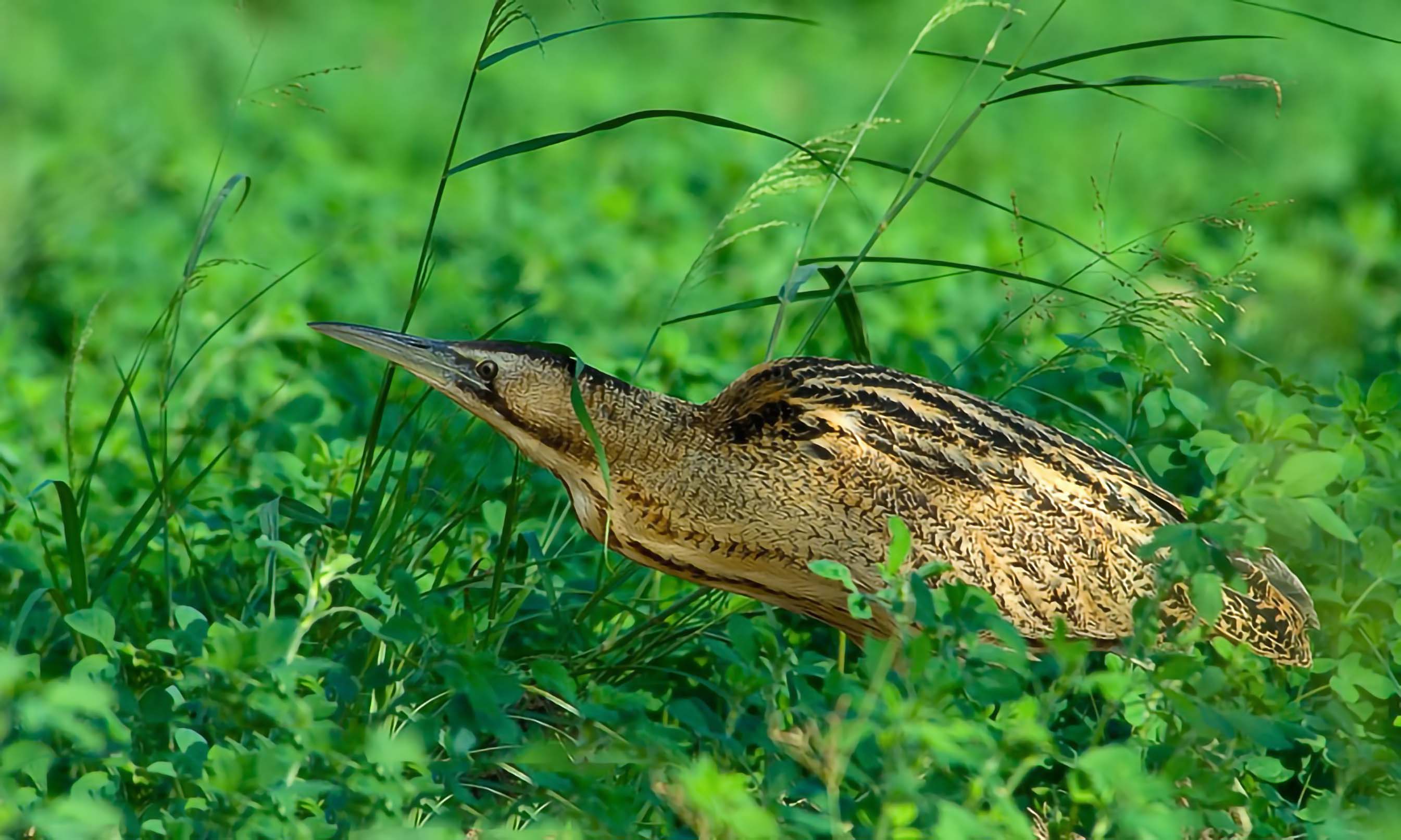 认识与识别吃鱼很凶的鹭科鸟类有些种类还是保护动物