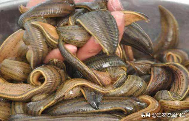 水蛭的养殖技术(牛蚂蟥水蛭的养殖要点)