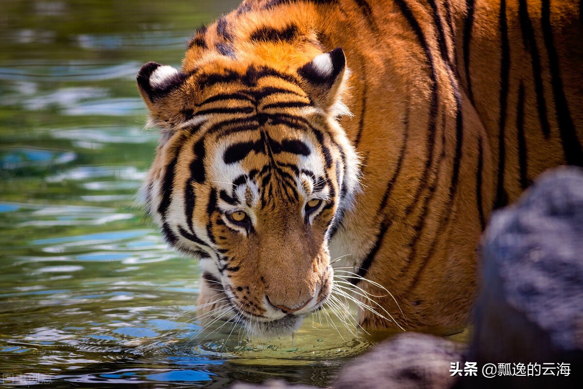 祝福祖国繁荣昌盛(祝福祖国串词)