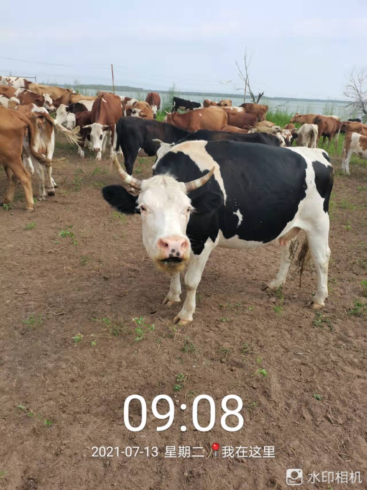 生态牧牛养殖 品质健康优选