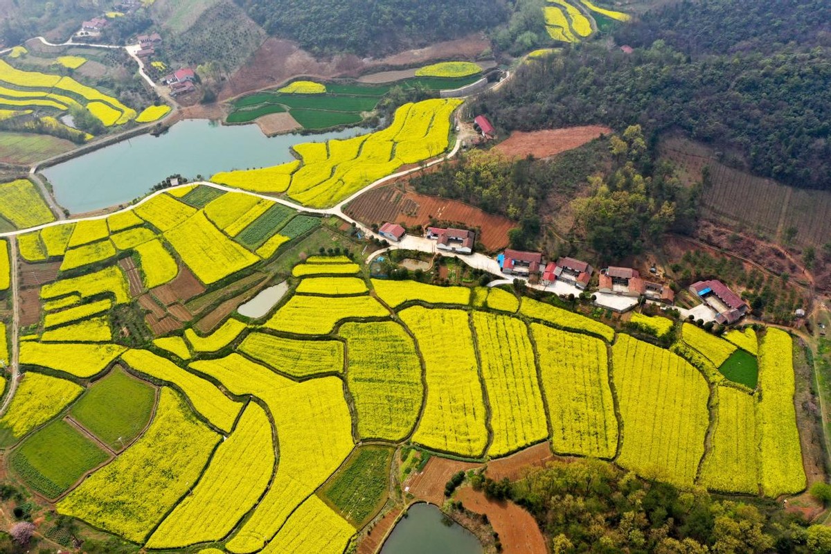 盘点全国四大最美油菜花观赏地，在金色花海中感受好春光