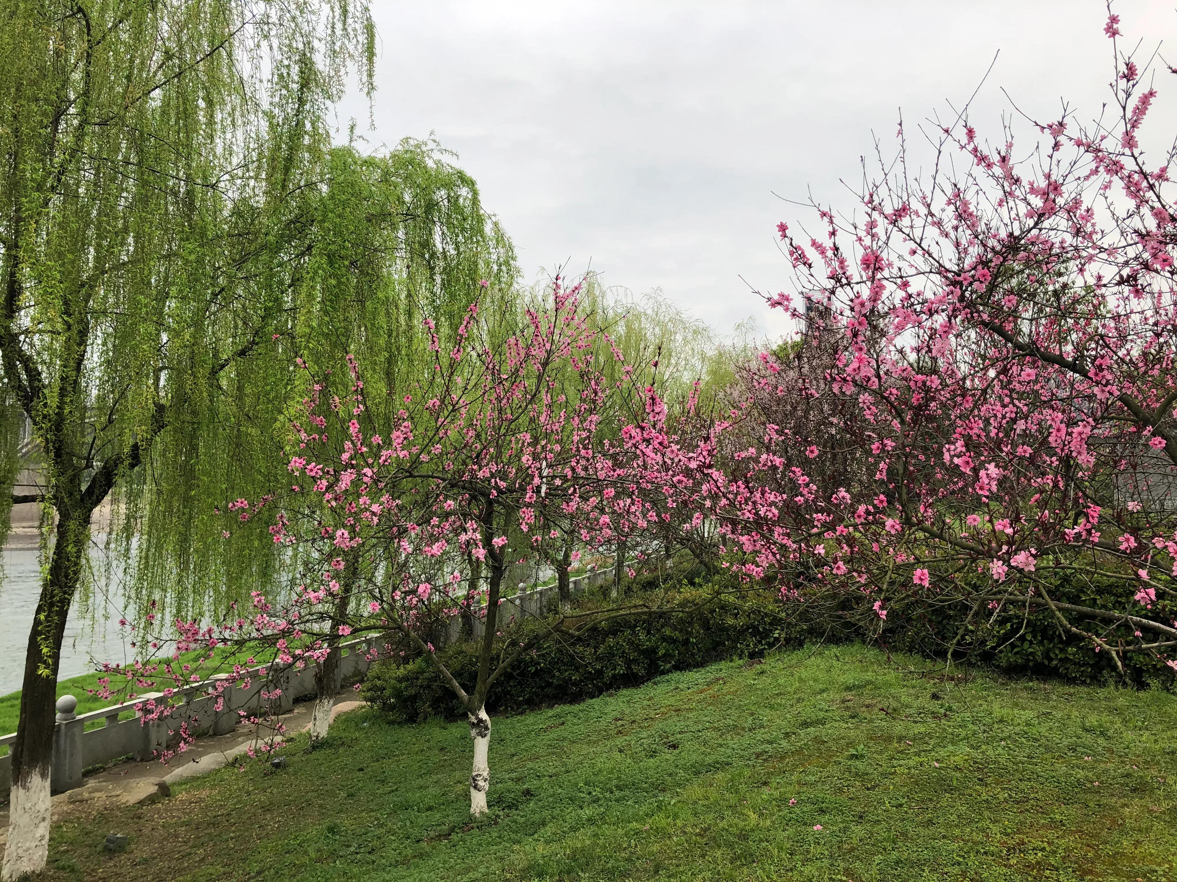 冬去春来，柳树发芽，春潮江水，奔流北去！春来湘中，美降人间