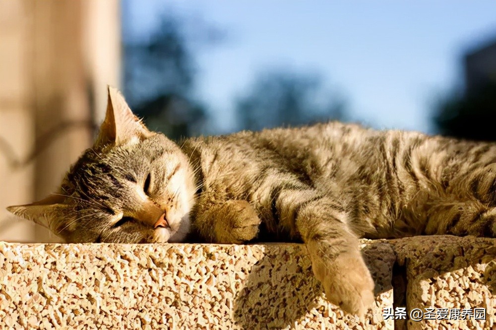 冬季这个时间段晒太阳，提升阳气，补钙效果翻倍