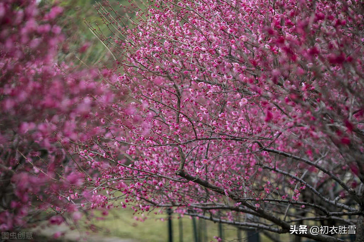 早春梅花盛开美诗六首：初春锦绣铺千树，梅花为梦草为茵