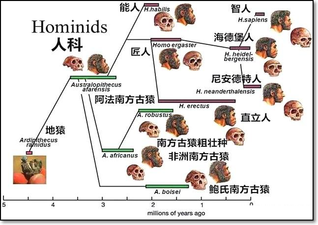 黑猩猩能变成人吗？专家让儿子和黑猩猩从小一起生活，后来悲剧了