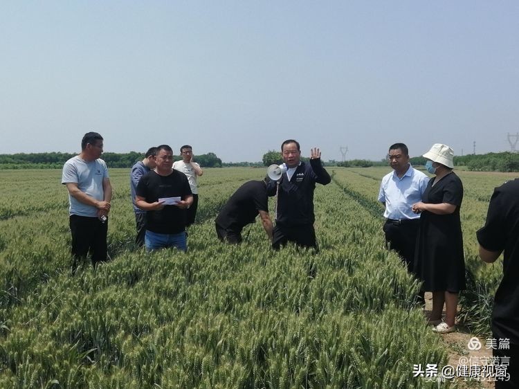 咸阳市礼泉县召开2022年夏粮生产暨小麦新品种观摩会