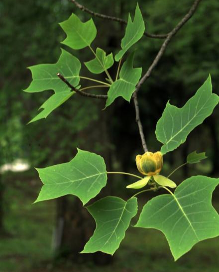 16种叶形独特的植物,请欣赏