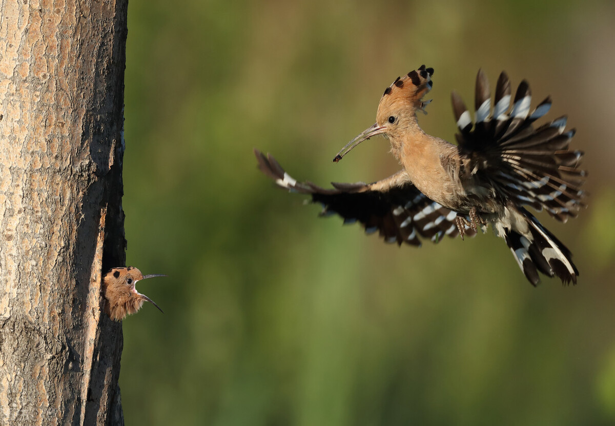 湖北恩施发现一种怪鸟,头上戴羽冠,尖嘴细长,相传此为阳雀马