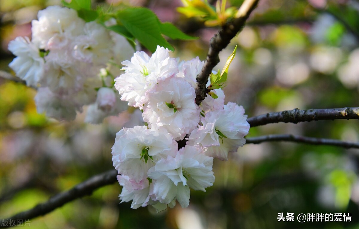 花开有时，花落有时；永不假设，永不强求，顺其自然